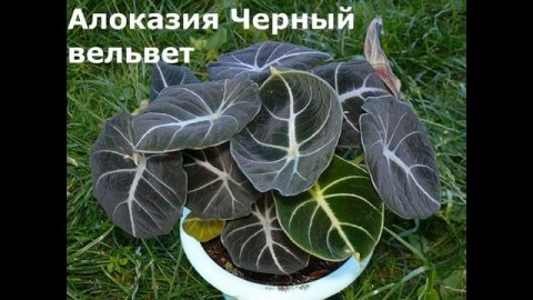 Комнатные Декоративно лиственные растения/Цветы Фото Названия