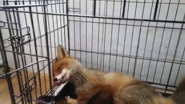 Лис смотреть онлайн