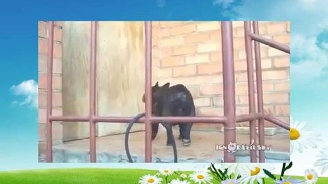 Смешное видео!!!Собака просится домой, смешно рычит ))))