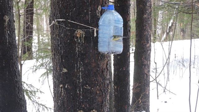 Птицы и снеговички. смотреть онлайн