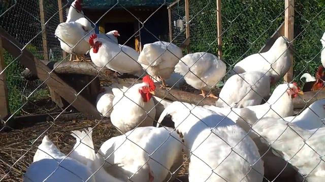 Счастье есть.Простая жизнь кур.Мини-мясные почти в 4 месяца.