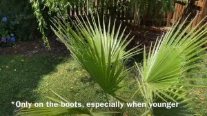 Mexican Fan Palm (Washingtonia robusta)