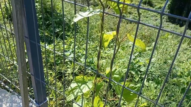 ПРОЩАНИЕ С САДИКОМ-СВАРИЛА КУКУРУЗУ смотреть онлайн