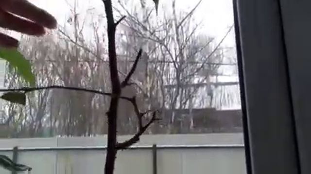 ВОТ И СВОЙ УРОЖАЙ!!!! ЛУК ОТ СЕМИ НЕДУГ))) смотреть онлайн