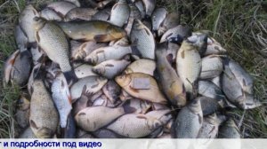 Сухая прикормка для рыбы