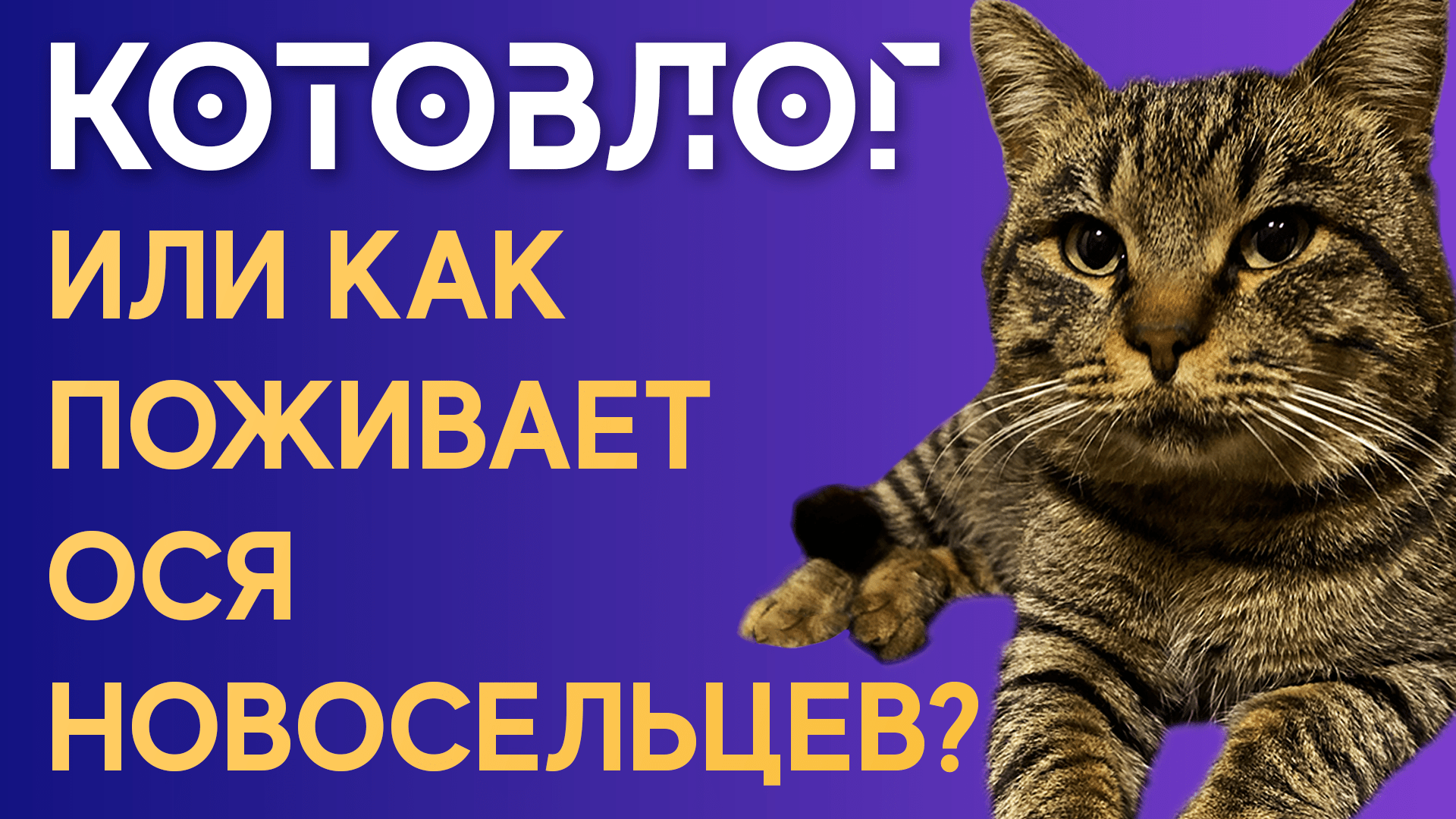 КОТОВЛОГ | Ося Новосельцев: Продолжение «Служебного романа»