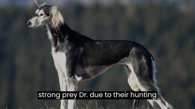 Saluki Dog - Graceful Elegance and Ancient Heritage смотреть онлайн