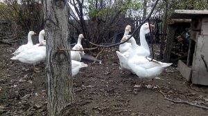 ДАТСКИЙ ЛЕГАРТ.ОБЗОР ПОРОДЫ. ЧТО ЭТО ЗА ГУСИ? МОЙ ОПЫТ27 жовтня 2019 р.