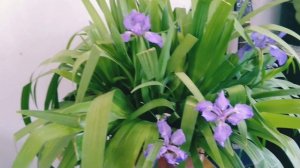 How to care BLUE IRIS plant# Blue Iris@mayasvatika8269