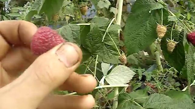 Малина ремонтантная Джоан Джей (Joan J) 2015 смотреть онлайн