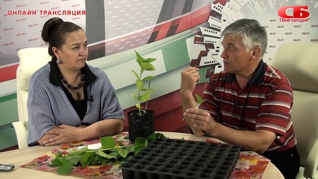 Зеленое черенкование