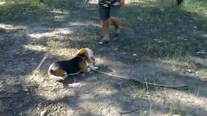 Бигль подготовка к охоте!