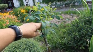 Штамбовая роза своими руками? Прививка, день 1-7. Прокалываю плёнку. Прививка на тонкий штамб.