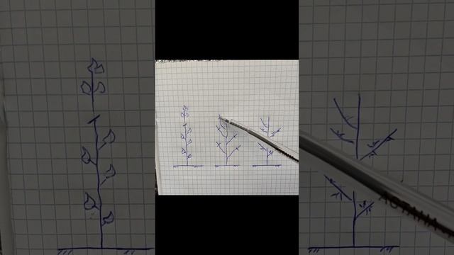 Как обрезать малину, чтобы урожая было много? смотреть онлайн