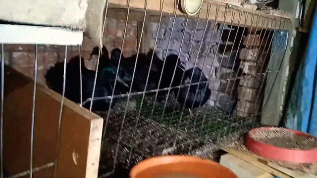 Утки каюга. Utki kayuga. смотреть онлайн