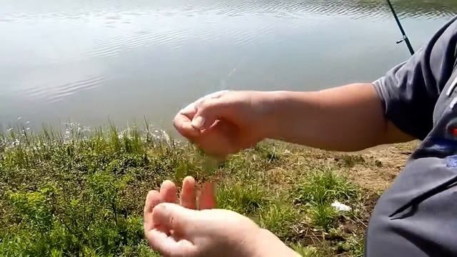 як зловити толстолоба, как поймать толстолоба