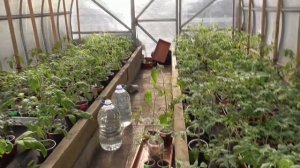 Можно ли выращивать огурцы и томаты вместе в одной теплице? Не рекомендуется, но...