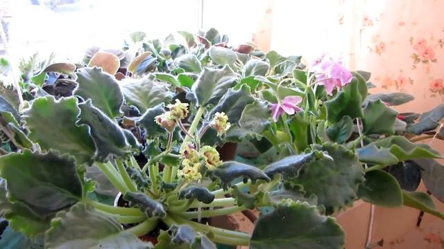 ОЧЕНЬ ВАЖНО!! Фитиль ВТОРОЙ ДЕНЬ.Фиалки смотреть онлайн