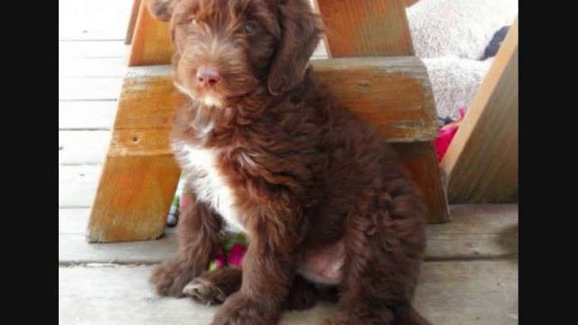Все породы собак.Австралийский пудель (Aussiedoodle)