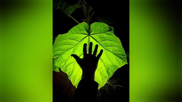 Магия листа Павловнии. Magic leaf of Paulownia. смотреть онлайн