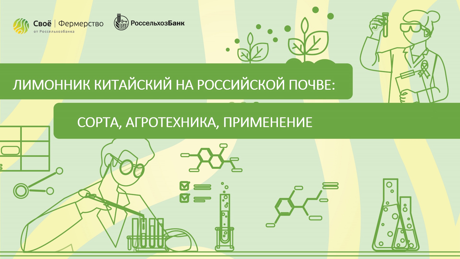 Лимонник китайский на российской почве: сорта, агротехника, применение