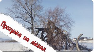 Прогулка на лыжах. ( Влог №5 )