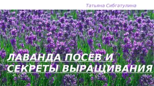 Лаванда. Посев и секреты выращивания.