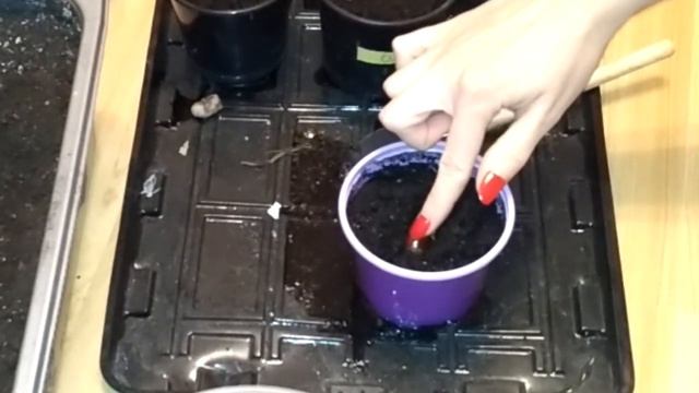Как ПОСАДИТЬ и ВЫРАСТИТЬ личи дома