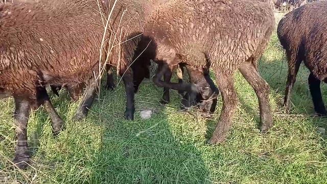 гиссарская порода овец 29 октября 2022 года юг россии смотреть онлайн