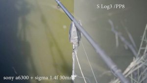 Природа . Видео тест сони а 6300+ сигма 1,4 30мм /sony a6300 , sigma 1,4f , 30mm / slog3