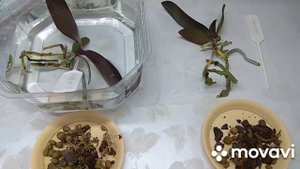 Пересадка орхидей в размере 1,7.Корни вылазят из горшка.