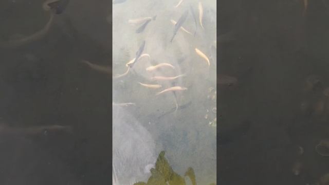 Янтарная и Радужная форель. в природе - это очень аккуратная рыба. смотреть онлайн