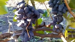 сорт винограда памяти негруля урожай 2015