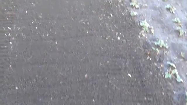 Готовим грядку для посадки озимого чеснока смотреть онлайн