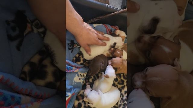 I got a few comments that their bed was too small but look at them all comfortable 🐕❤️ смотреть онлайн