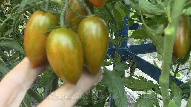 На дворе Август. Томат "ЗЕЛЕНЫЙ ТИГР". смотреть онлайн