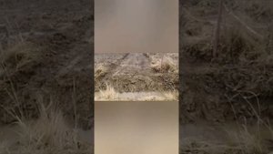 ДАЧА. Часть 1. Начало..mp4