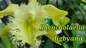 Rhyncholaelia digbyana. Очередное цветение.