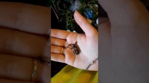 Рождение хамелеона Джексона, живородящий хамелеон