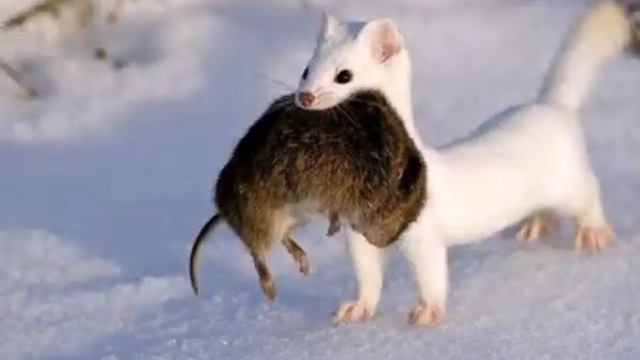 ГРАЦИЯ ГОРНОСТАЯ смотреть онлайн