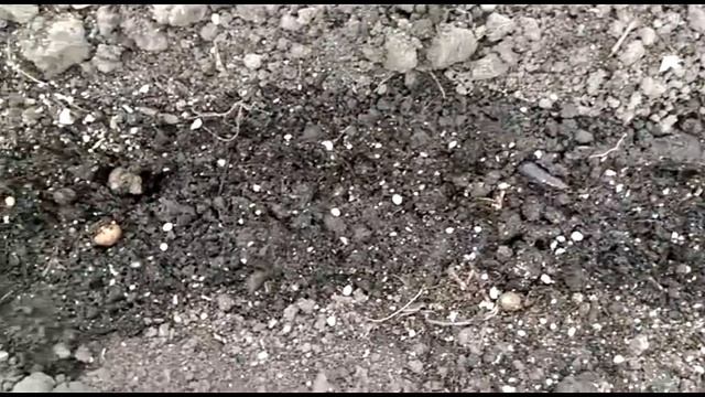 Ранняя редиска. Как получить хороший урожай!! смотреть онлайн