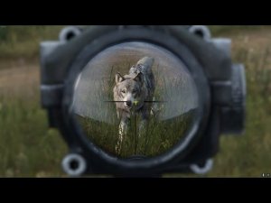 DAYZ. Загнанный волк