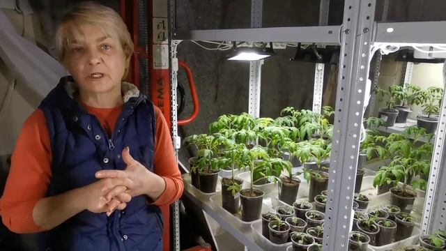 Нам не фиолетово! Давайте попробуем Кормилицу-Микоризу и еще кое-что