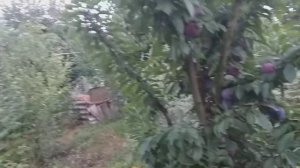 Слива Формоза (plum Formoza) Плодоношение 2022 год