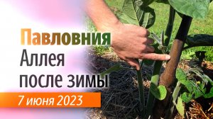 Аллея Павловнии на 7 июня 2023