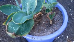 Банан в моей теплице. Выращивание экзотических растений.