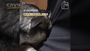 Как избавить от страха собаку?