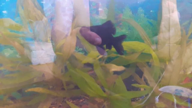 Ryba fisk teleskop fish смотреть онлайн