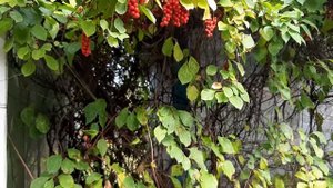 Лимонник. Дальневосточное лекарственное растение