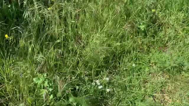 Roadside wild plants wild food foraging wild edibles